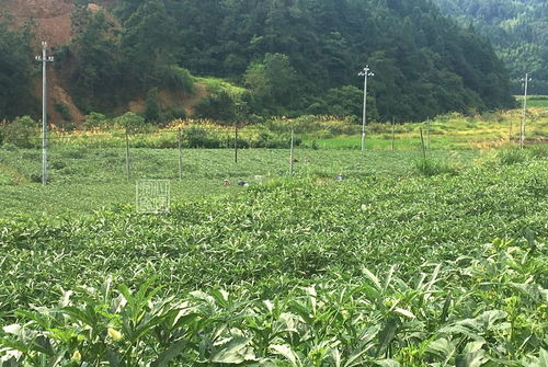 秋葵铺就致富路 农村姐姐的80亩绿色奇迹与姐夫的年收五十万