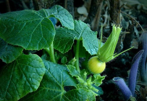 寡妇年倒春寒，春耕前必知的农谚与谷物种植