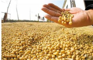 2018年中国粮食产量创新高，谷物种植结构持续优化