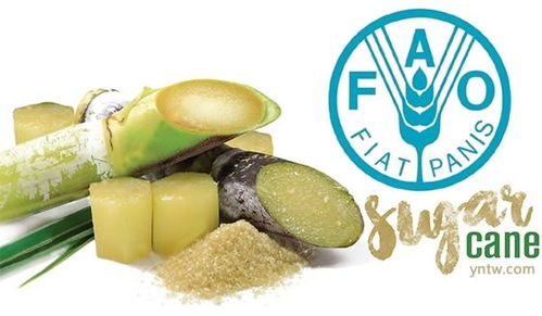 全球食糖价格指数连续第四个月上行 谷物种植因素影响引人关注