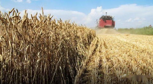 俄罗斯谷物限价政策 平衡粮食安全与农民利益的双刃剑